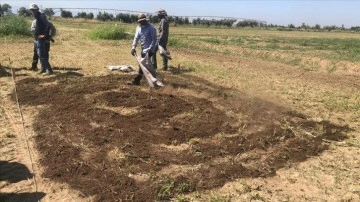 Tavuk gübresi ve zeytin budama atıkları komposta dönüştü, tarlada verim arttı