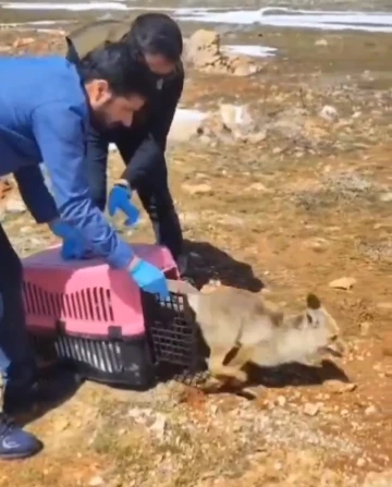 Tedavisi tamamlanan tilki doğaya salındı
