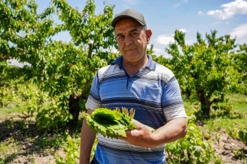 Tek tek toplanıp özenle istifleniyor,
