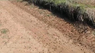 Tekirdağ’da çiftçilerin korkulu rüyası olan çekirgeler tarım arazilerine zarar veriyor
