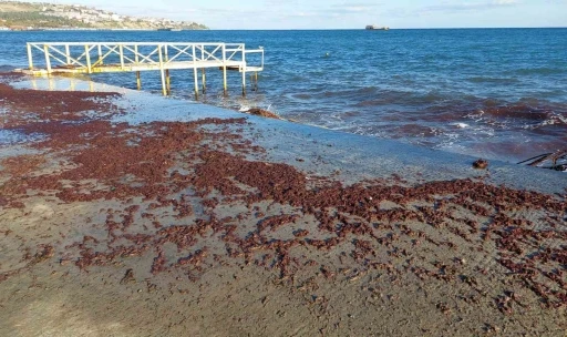 Tekirdağ’da poyraz fırtınası etkili oluyor: Kızıl yosunlar gelmeye devam ediyor
