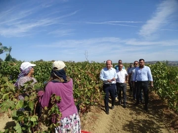 Tekirdağ’da üzümde rekolte kaybı yaşandı
