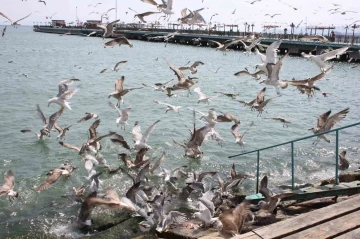 Tekirdağ sahilinde martıların ekmek kavgası
