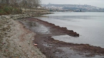 Tekirdağ'da şiddetli rüzgar nedeniyle sahilde kırmızı yosun birikti