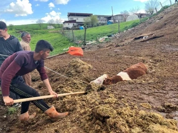 Tezek yığınına batan inek yavrusu saatler sonra kurtarıldı
