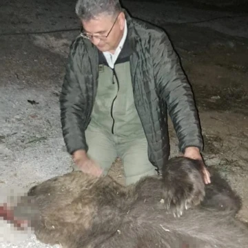 Tır çarpması sonucu ölen ayıya sarılıp, öptü
