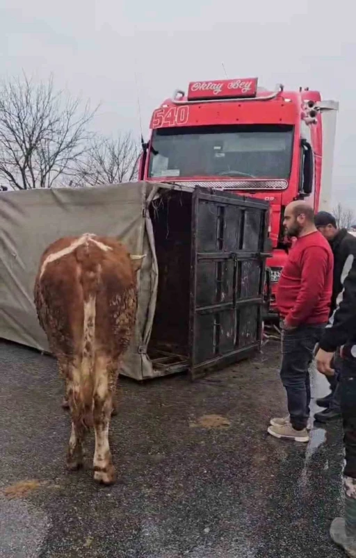 Tır, hayvan taşıyan kamyona çarptı
