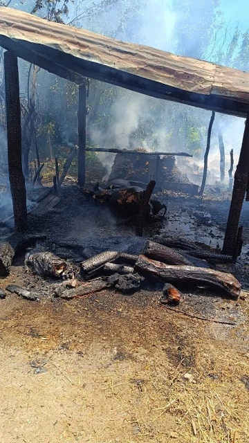 Tokat’ta çıkan yangında 2 büyükbaş hayvan telef oldu
