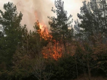 Tokat’ta orman yangını
