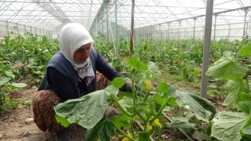 Tokat’ta seralarda salatalık hasadı başladı
