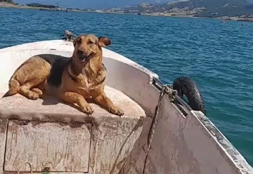 Tokat’ta sevimli köpeğin sandal turu gülümsetti
