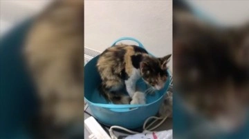 Tokat'ta havalandırma borusuna düşen kedi yavrularını itfaiye kurtardı