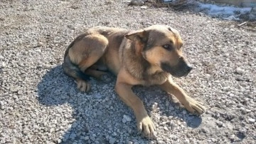 Tokat'ta "Toprak" köpek temizlik işçilerine mesai arkadaşlığı yapıyor