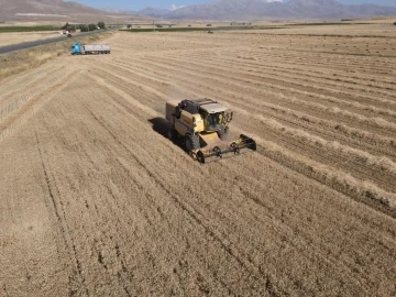 Tomarza’da hububat hasat zamanı başladı
