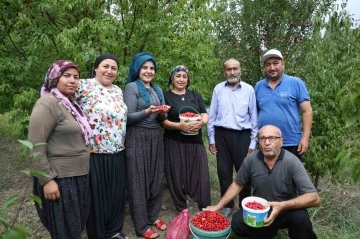 Toroslar’da yetişen şifalı kızılcık kirazının hasadı başladı
