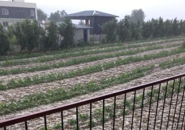 Toroslar ilçesinde dün etkili olan dolu ekili alanlara zarar verdi
