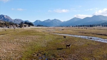 Toroslar'ın vahşi atları Eynif Ovası'nın çayırlarında dolaşıyor