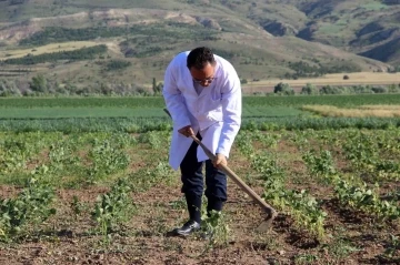 Traktör koltuğuna geçen dekan, bilim için tarla sürüp çapa yapıyor
