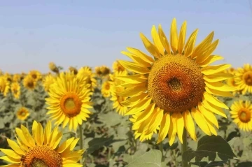 Trakya’da yerli ayçiçeği tohumu yaygınlaştırma çalışmaları yapılacak
