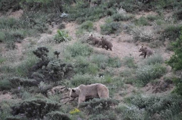 Tunceli’de bozayı yavruları fotoğraflandı
