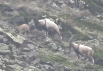 Tunceli’de görüntülenen yaban tekeleri ihtişamıyla görenleri mest etti