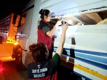 Tunceli’de hayvan sevkiyatına sıkı denetim
