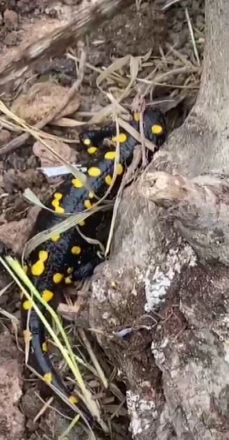 Tunceli’de lekeli semender görüntülendi
