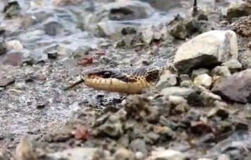 Tunceli’de sarı yılan görüntülendi
