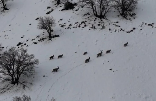 Tunceli’de vadilere inen yaban keçileri görüntülendi
