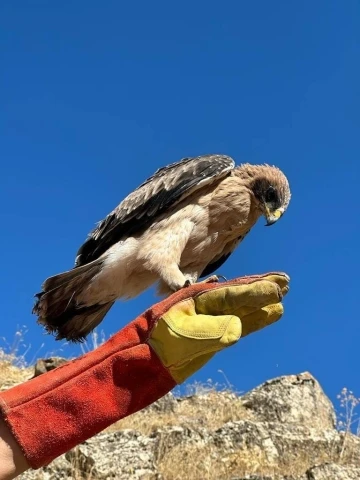 Tunceli’de yaralı halde bulunan kartal tedavi altına alındı
