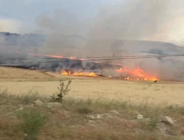 Tunceli’de yıldırım ekili alana isabet etti, yüzlerce dönüm buğday kül oldu
