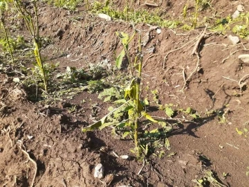 Tunceli’de yıldırım isabet eden 2 kişi yaralandı
