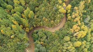 Tunceli'nin ormanlarında sonbahar renkleri hakim oldu