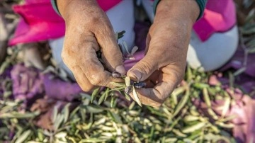 Tunus'ta kuraklık zeytin üretiminde büyük düşüşe neden oldu