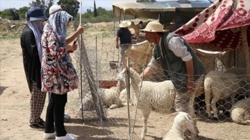 Tunus'ta kurbanlık fiyatlarındaki artıştan hem üretici hem de tüketici rahatsız