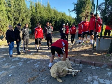 Turgutluspor, Ayvalıkgücü Belediyespor karşılaşması öncesi kurban kesti
