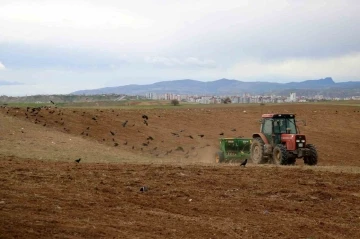 Türkiye’nin hububat şehrinde ekimler başladı, dikkati ise kargalar çekti
