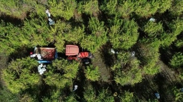 Türkiye'nin nar üretiminin dörtte birini karşılayan Antalya'dan 51 ülkeye ihracat