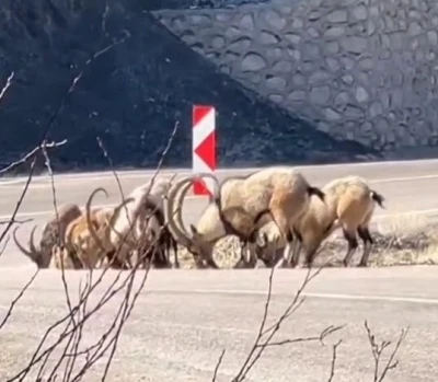 Tuz ihtiyacını karşılamak için karayoluna indiler
