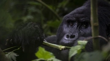 Uganda'da yağmur ormanlarındaki 17 üyeli goril ailesi koruma altında yaşamını sürdürüyor