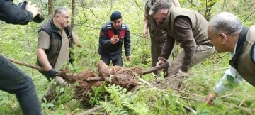 Uludağ’da yaralı ayı seferberliği