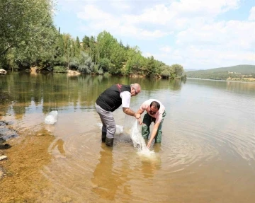 Uşak ve ilçelerinde 141 bin adet sazan yavrusu suya bırakıldı
