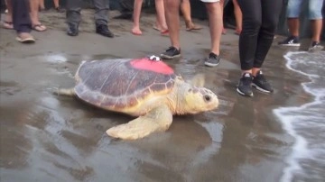 Uydu cihazıyla en uzun süre izlenen "Caretta Caretta Tuba" 25 bin kilometre katetti