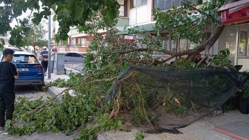 Üzerine düşen dal parçası hastanelik etti
