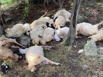 Üzerine yıldırım düşen 14 koyun telef oldu
