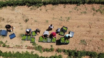 Uzmanından sıcak havada çalışan tarım işçilerine uyarı
