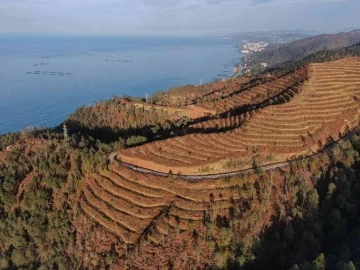 Uzmanlardan “Doğu Karadeniz için yangın sezonu yaklaşıyor” uyarısı
