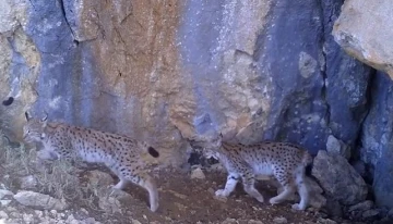 Vaşaklar yaşamını koruma altında sürdürüyor
