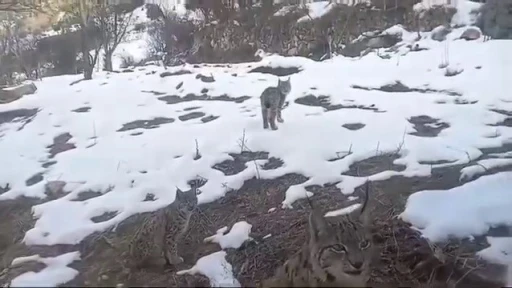 Vaşakların koruma altına alınmasını istediler
