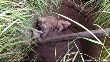 Vatandaştan su kuyusunda mahsur kalan köpekler için kurtarma operasyonu
